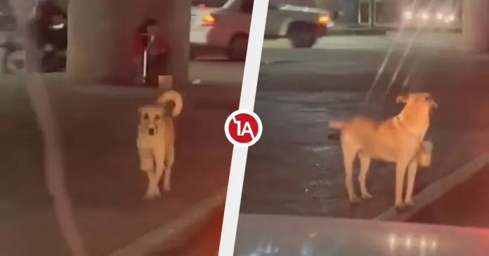 Lomito pide dinero en semáforo de SLP, su dueña tiene discapacidad